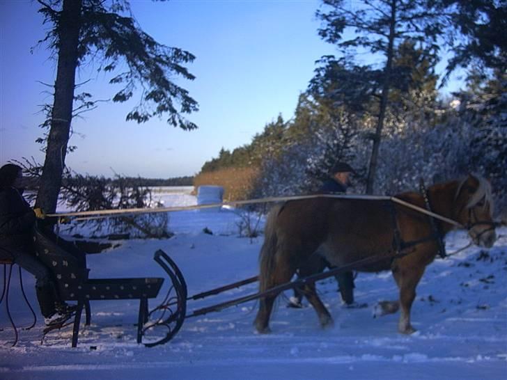 Anden særlig race Buffy - Buffy med kane. billede 2