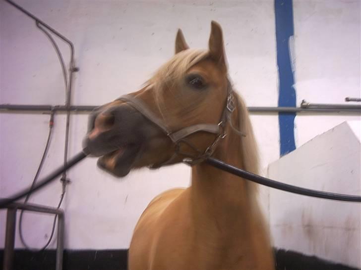 Anden særlig race Buffy - buffy på staldgangen.  billede 3