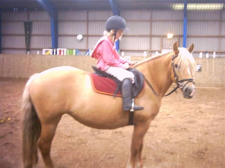 Anden særlig race Buffy - Buffy med Maria. meget tyk hest med meget lille pige ;) billede 4