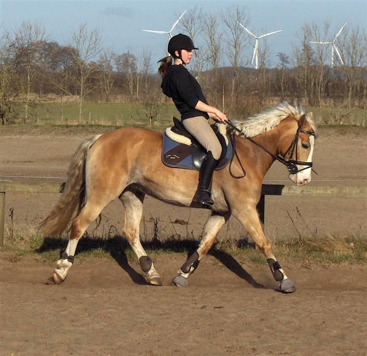 Palomino Tara- Solgt:(<3 - Foto: Mor billede 8