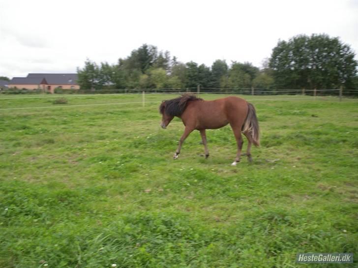 Anden særlig race FIONA billede 3