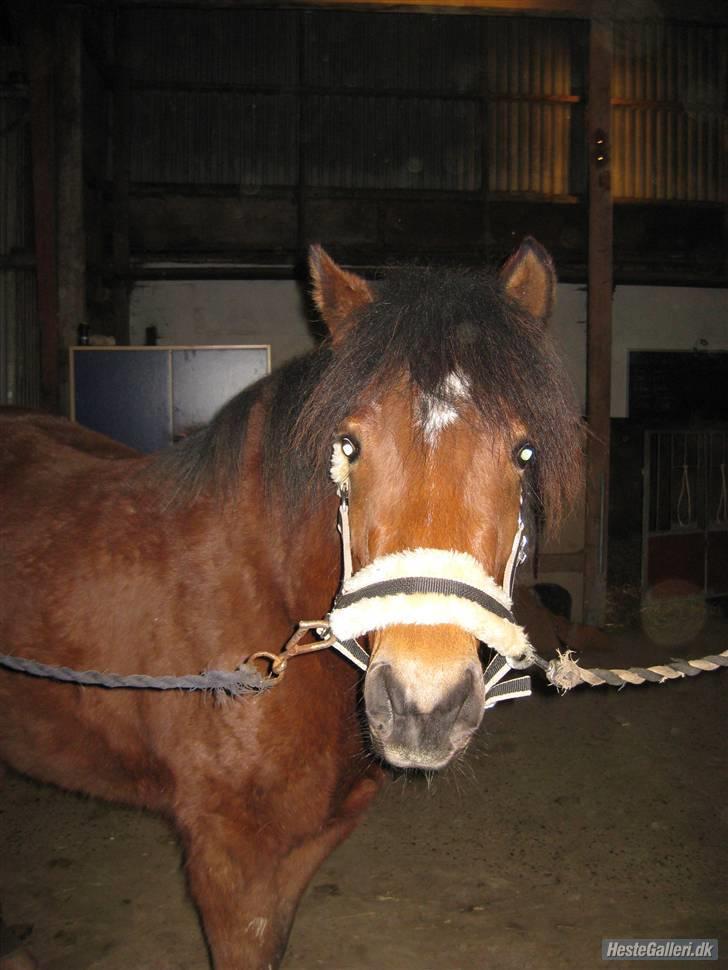 Anden særlig race FIONA billede 4