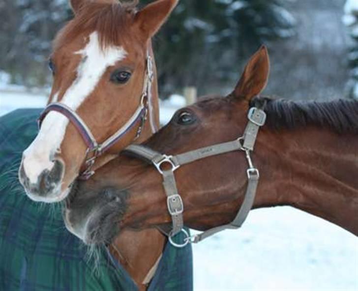 Welsh Pony af Cob-type (sec C) Amiro - Amiro sammen med en av hans beste venner, Henry :-) billede 6