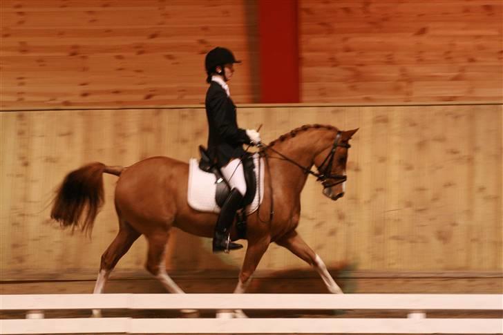 Welsh Pony af Cob-type (sec C) Amiro billede 8