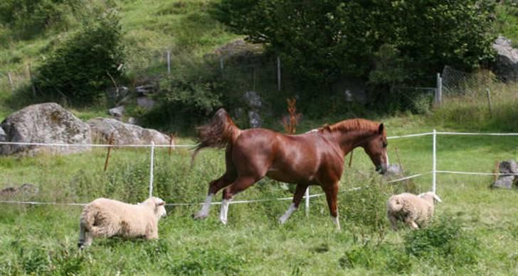 Welsh Pony af Cob-type (sec C) Amiro - Amiro på beite sammen med sauer :P billede 11