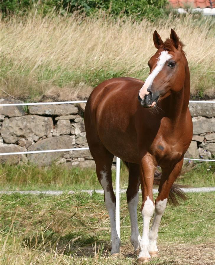 Welsh Pony af Cob-type (sec C) Amiro billede 12