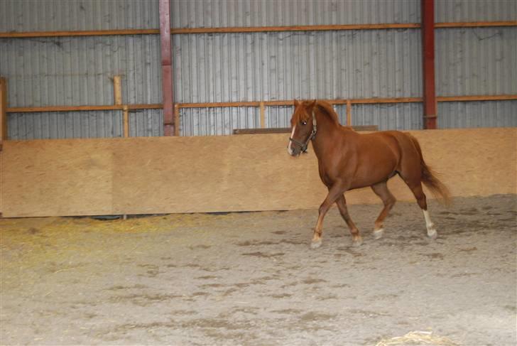 Anden særlig race Low Länder (NU TILBAGE IGEN) billede 19