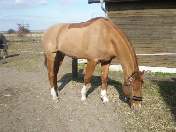 Dansk Varmblod Vladimir - I marts 09, da han stadig havde den grimme klipning. billede 8