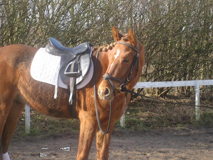 DSP Larsmindes Filanté-SOLGT billede 7