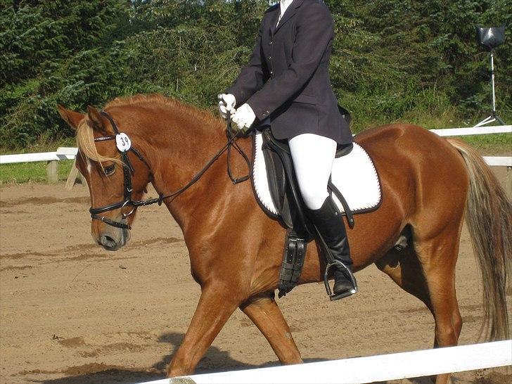 DSP Larsmindes Filanté-SOLGT billede 8