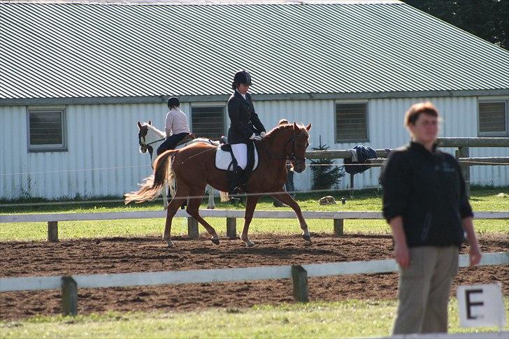 DSP Larsmindes Filanté-SOLGT billede 11