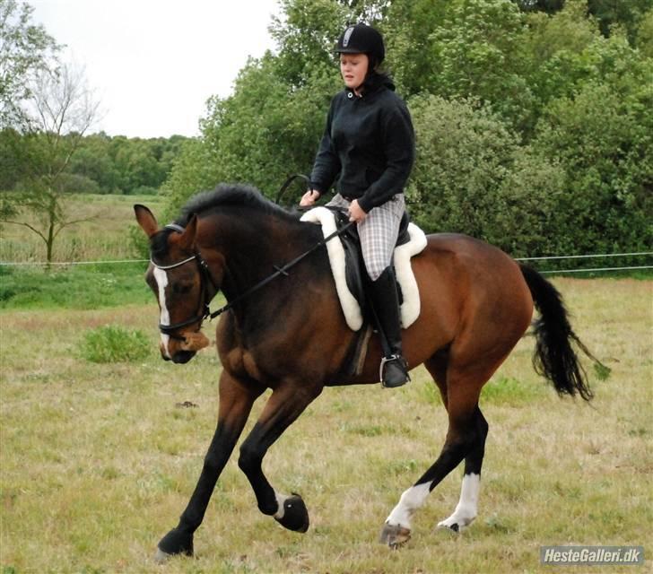 Dansk Varmblod Louisianna *R.I.P* <3  billede 9