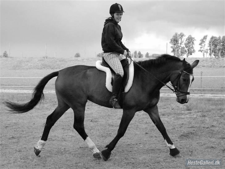 Dansk Varmblod Louisianna *R.I.P* <3  billede 10