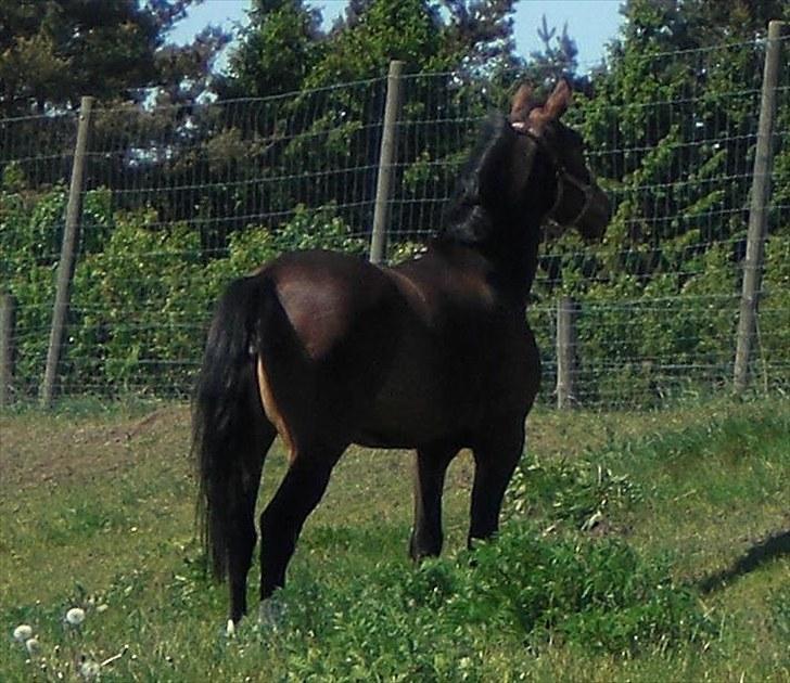 Dansk Varmblod Louisianna *R.I.P* <3  - dejlig sommerdag.. D. 01/06-10 billede 11