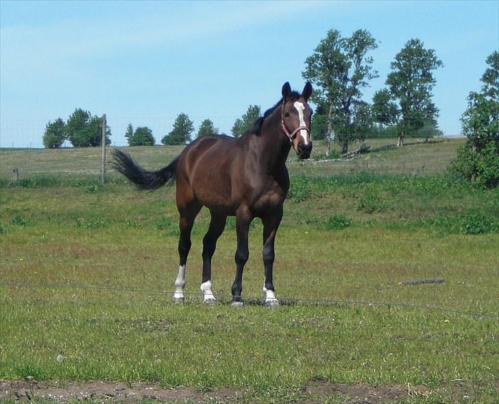 Dansk Varmblod Louisianna *R.I.P* <3  - dejlig sommerdag.. D. 01/06-10 billede 13