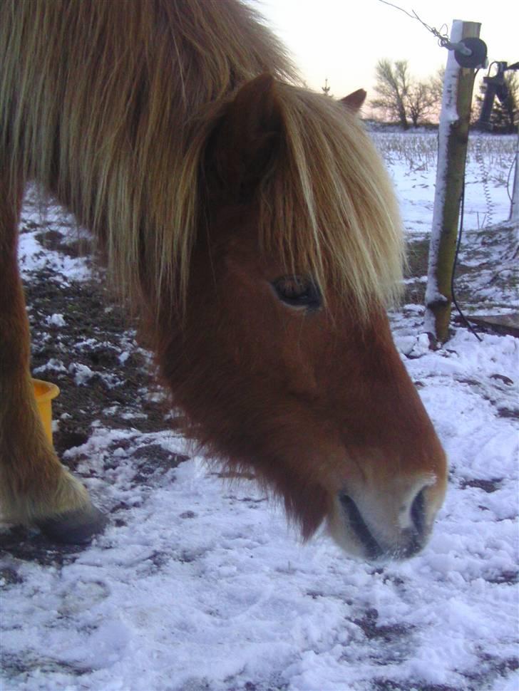 Islænder Chasi the horse of heaven - rest in peace my love - chasi spiser sne<3 billede 11
