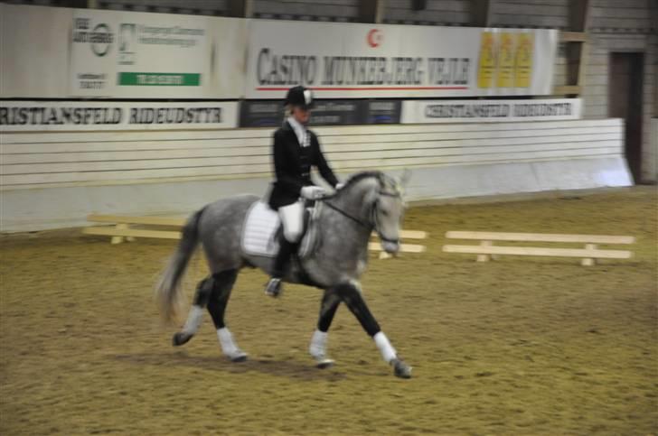 New Forest Firfod Jackpot billede 11