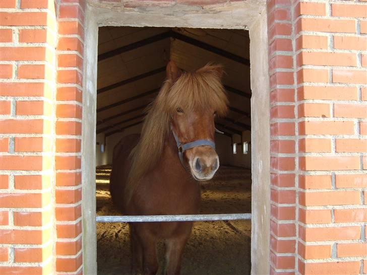Islænder Buska fra Agersø  - Velkommen til Buskas Profil :) billede 1