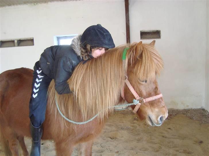 Islænder Buska fra Agersø  - Kysser hende på manen :´) billede 2
