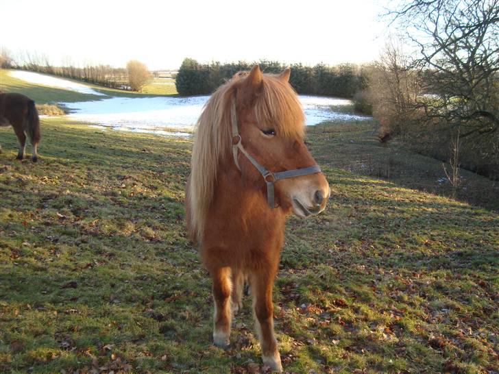 Islænder Buska fra Agersø  - På fold billede 3