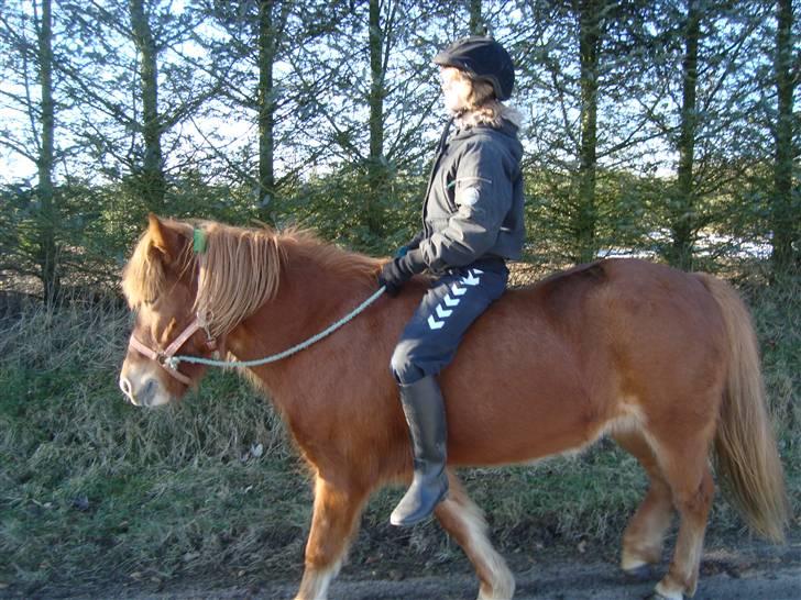 Islænder Buska fra Agersø  - På tur kun i grime for første gang :D billede 5