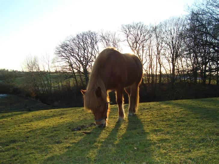 Islænder Buska fra Agersø  - I solnedgang billede 6