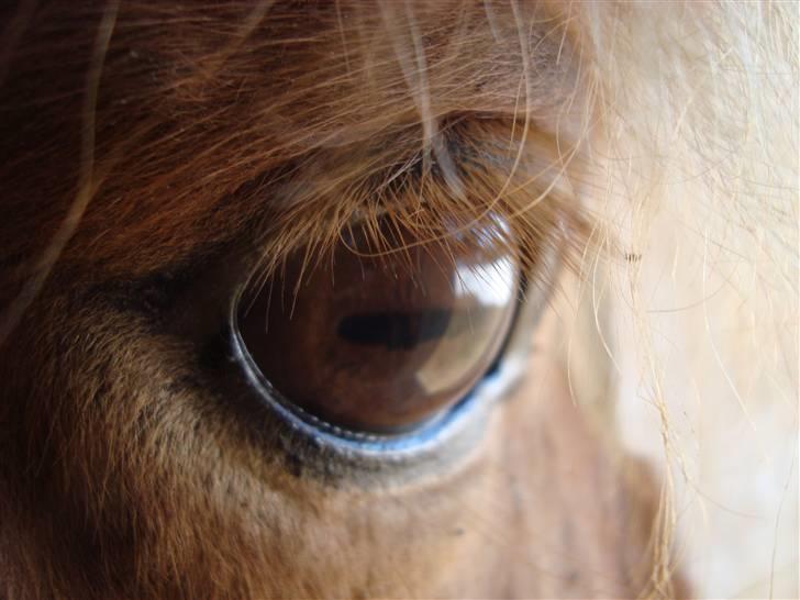 Islænder Buska fra Agersø  - Beauty eye billede 7