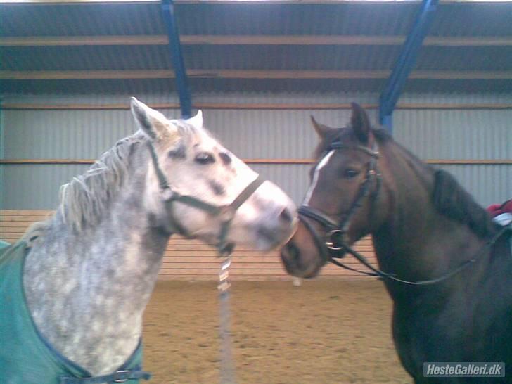 Anden særlig race Reval-A *SOLGT* - Reval-A og Sussi-A billede 9