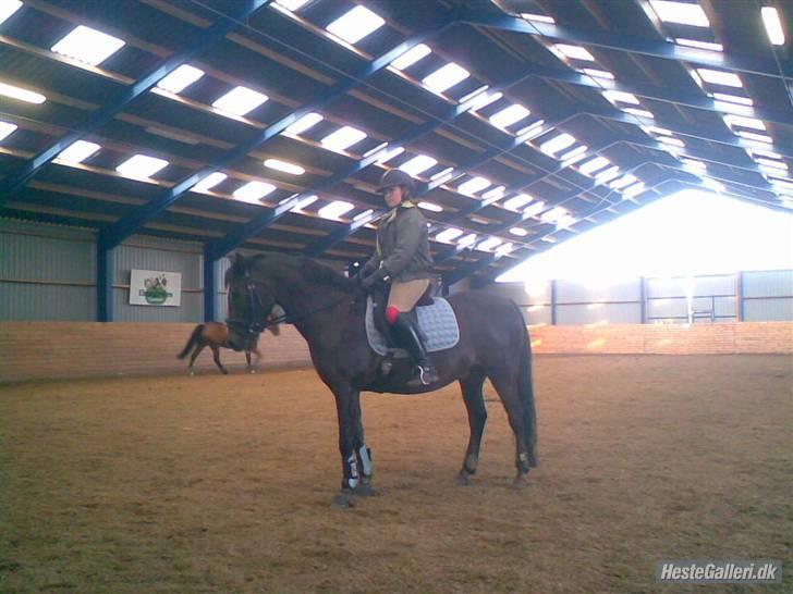 Anden særlig race Reval-A *SOLGT* - Valle mus elsker dig uanset hvor du er billede 10