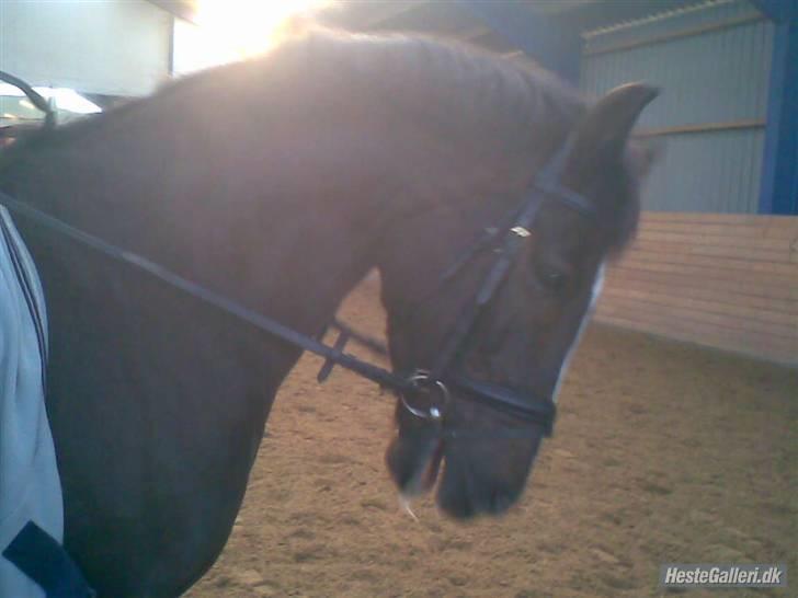 Anden særlig race Reval-A *SOLGT* - dygtie vallemus billede 11