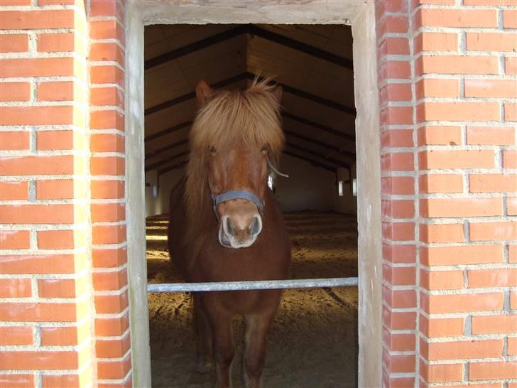 Islænder Buska fra Agersø  - "Tuttelu jeg er herinde" :p billede 8