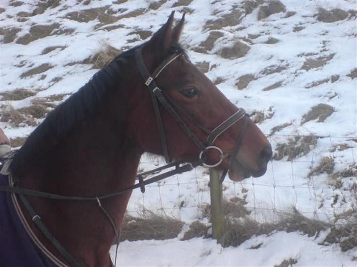 Dansk Varmblod Savannah billede 14