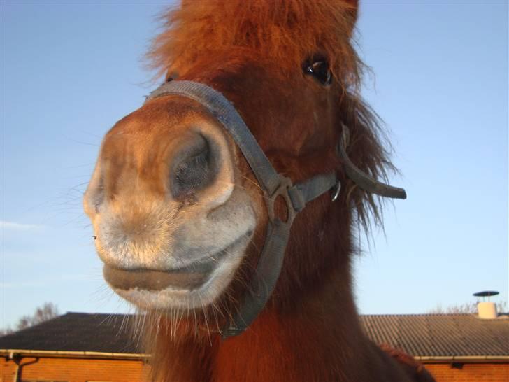 Islænder Buska fra Agersø  - Mule  billede 9