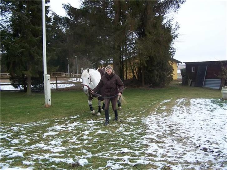 Connemara Tikærsgårds Dirch (solgt) - På besøg hos Anja, Dirchs nye ejer :) billede 10