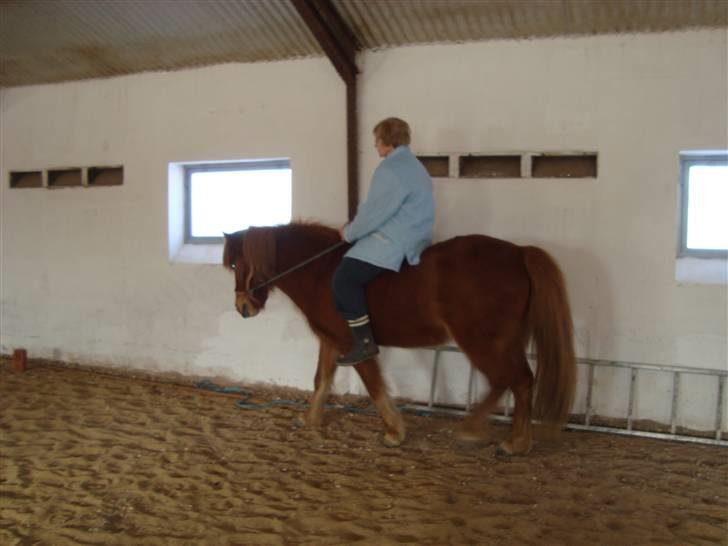 Islænder Buska fra Agersø  - Min mormor rider kun i grime og uden for første gang :) billede 11