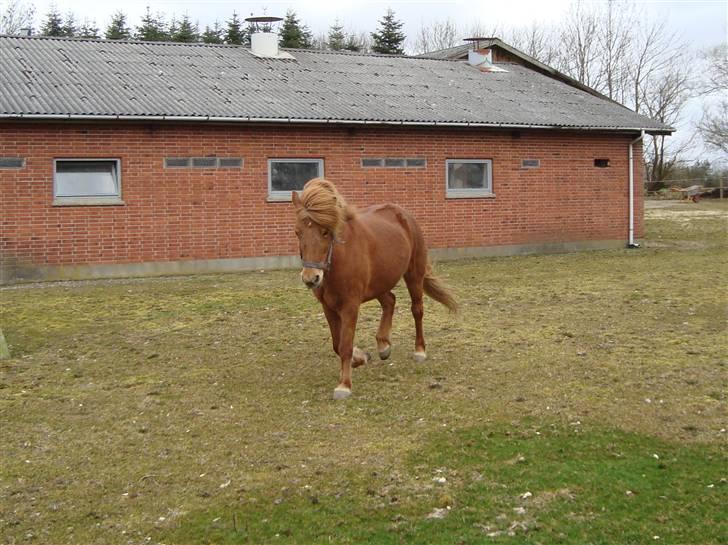 Islænder Buska fra Agersø  - Buska og hendes far billede 12