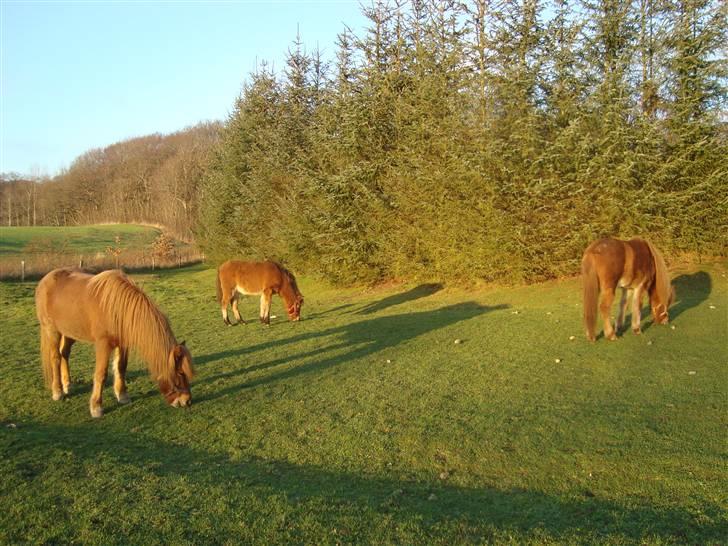 Islænder Buska fra Agersø  - PÅ fold med rødderne billede 13