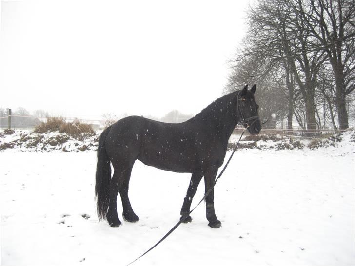 Frieser Clasina billede 1