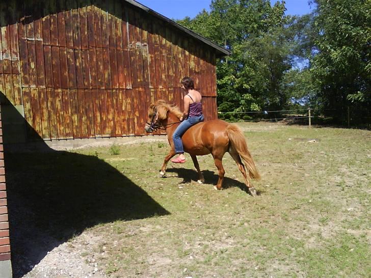 Islænder Buska fra Agersø  - Buska i pas billede 14