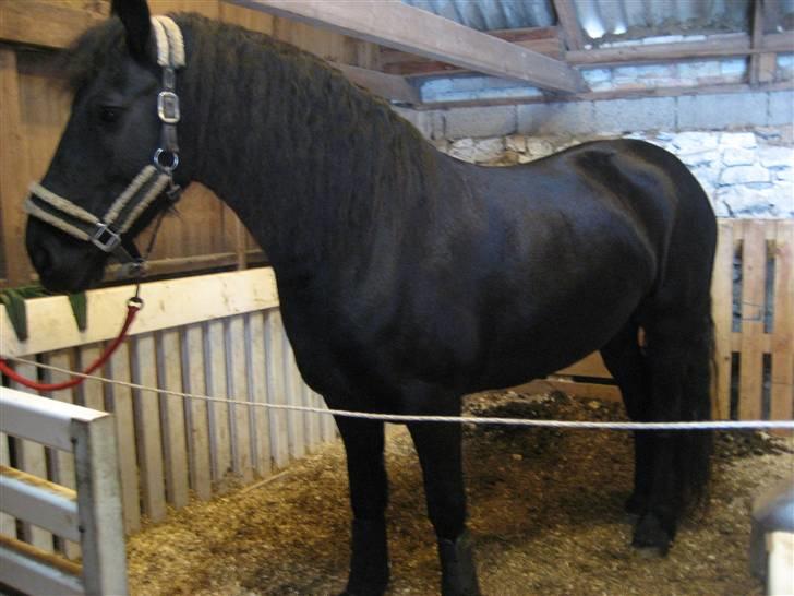 Frieser Clasina billede 2