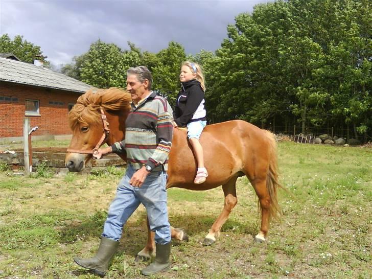 Islænder Buska fra Agersø  billede 15