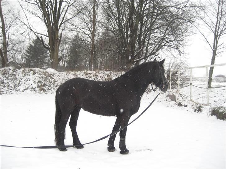 Frieser Clasina billede 6