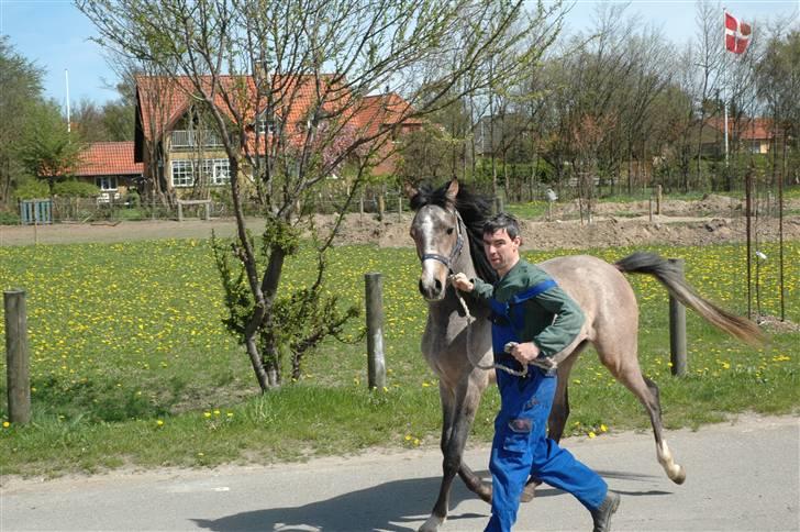 Arabisk fuldblod (OX) Saxon  *Solgt* billede 3