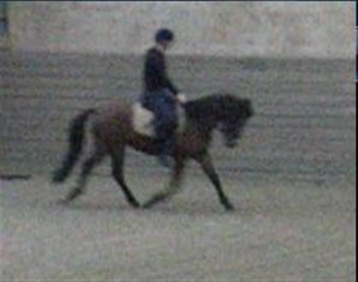 New Forest Flintedales Extreme - Ex lige efter hun er blevet tilredet. billede 12