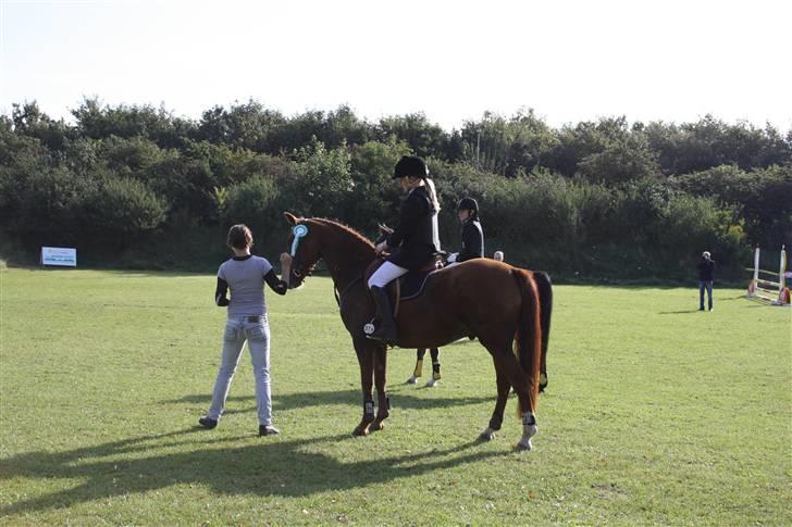 Hollandsk Sportspony Iwan *SOLGT* - 3 plads i LD d: billede 19