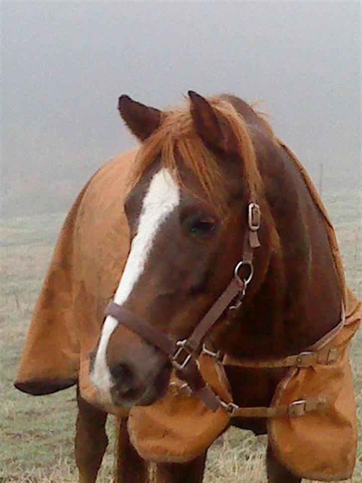 DSP Boccacio:<3 SOLGT :( - HEii :D billede 16