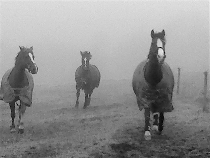 DSP Boccacio:<3 SOLGT :( - bobo til venstre:D op fra fold <3 billede 17