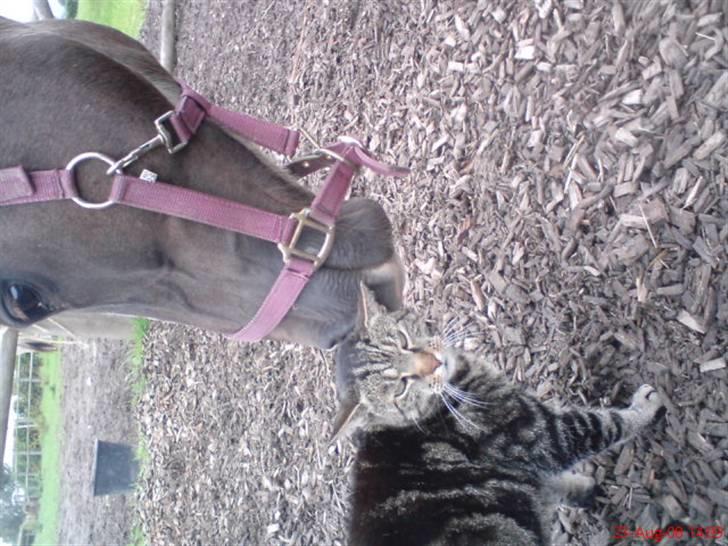 DSP Boccacio:<3 SOLGT :( billede 18