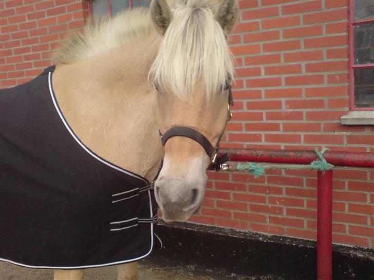 Fjordhest Calle <3 - en dejlig dag uden for billede 1