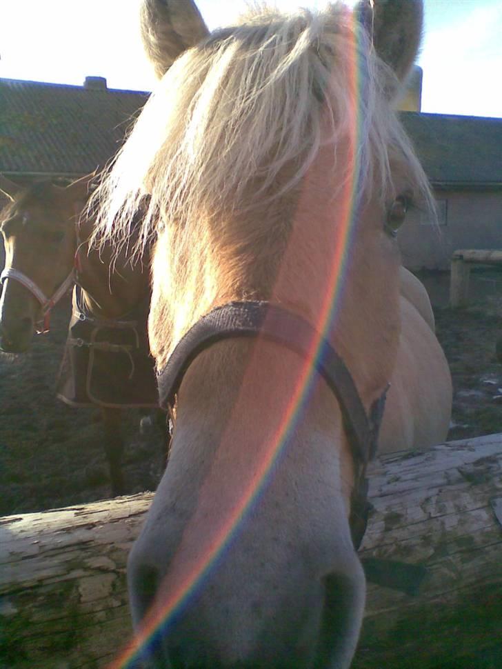 Fjordhest Calle <3 - heej mor det er mig, der skal have taget billeder. <3 billede 2